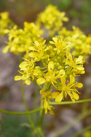 Sisymbrium strictissimum \ Steife Rauke, D Klotten 12.4.2014