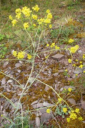 Sisymbrium strictissimum \ Steife Rauke, D Klotten 12.4.2014