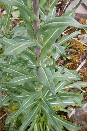 Sisymbrium strictissimum \ Steife Rauke / Perennial Rocket, D Klotten 12.4.2014