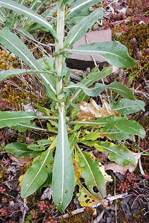 Sisymbrium strictissimum \ Steife Rauke / Perennial Rocket, D Klotten 12.4.2014