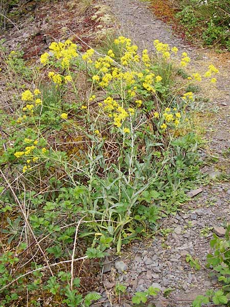 Sisymbrium strictissimum \ Steife Rauke / Perennial Rocket, D Klotten 12.4.2014