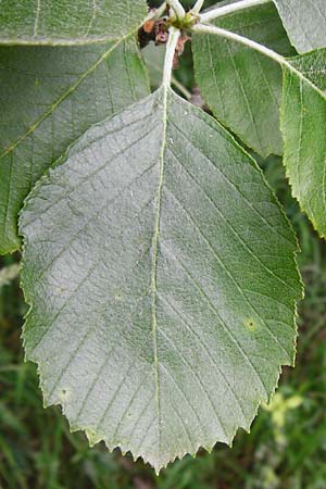 Sorbus schuwerkiorum \ Schuwerks Mehlbeere / Schuwerk's Whitebeam, D Greding 15.6.2014