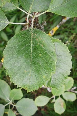 Sorbus schuwerkiorum \ Schuwerks Mehlbeere, D Greding 15.6.2014