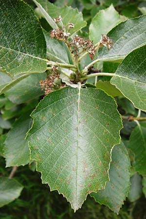 Sorbus schuwerkiorum \ Schuwerks Mehlbeere / Schuwerk's Whitebeam, D Greding 15.6.2014