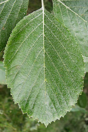 Sorbus schuwerkiorum \ Schuwerks Mehlbeere, D Greding 15.6.2014