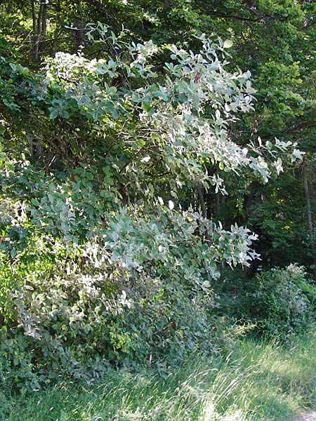 Sorbus subdanubialis \ Donau-Mehlbeere / Danube Whitebeam, D Treuchtlingen 18.6.2014