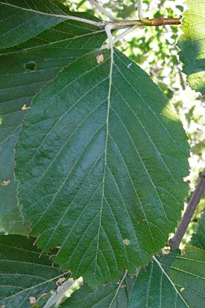 Sorbus subdanubialis \ Donau-Mehlbeere / Danube Whitebeam, D Treuchtlingen 18.6.2014