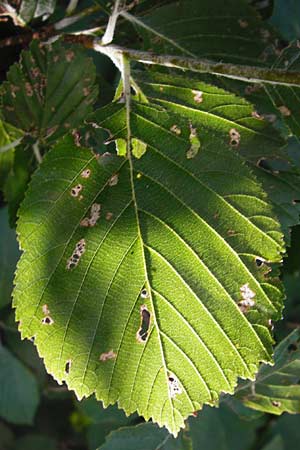 Sorbus subdanubialis \ Donau-Mehlbeere / Danube Whitebeam, D Treuchtlingen 18.6.2014