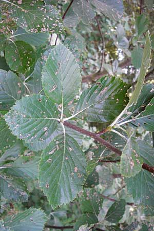 Sorbus subdanubialis \ Donau-Mehlbeere / Danube Whitebeam, D Treuchtlingen 18.6.2014