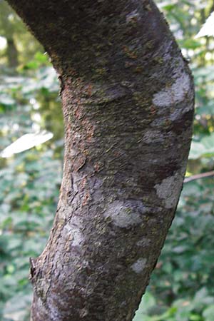 Sorbus subdanubialis \ Donau-Mehlbeere / Danube Whitebeam, D Treuchtlingen 18.6.2014