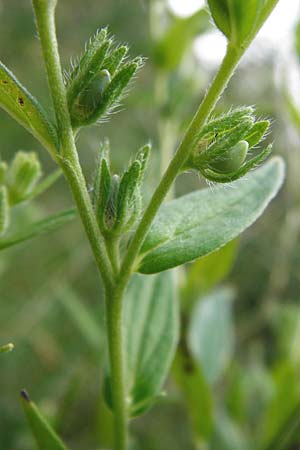 Buglossoides arvensis subsp. arvensis \ Acker-Steinsame, Acker-Rindszunge / Field Gromwell, D Treuchtlingen 18.6.2014