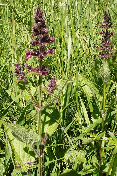 Stachys sylvatica \ Wald-Ziest / Hedge Woundwort, D Hechingen 21.6.2014