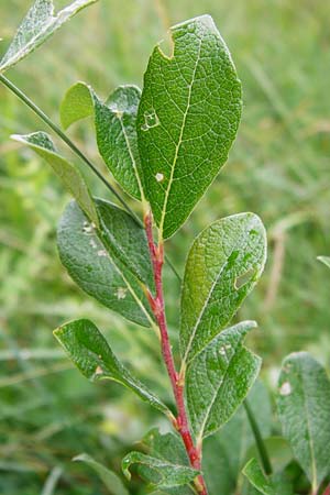 Salix starkeana \ Bleiche Weide, D Irndorfer Hardt 8.7.2014