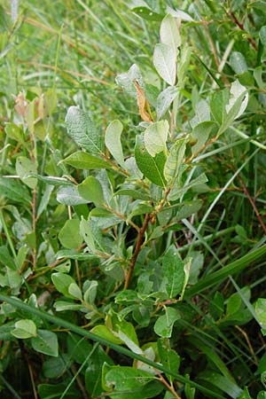 Salix starkeana \ Bleiche Weide, D Irndorfer Hardt 8.7.2014