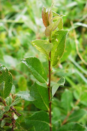 Salix starkeana \ Bleiche Weide, D Irndorfer Hardt 8.7.2014