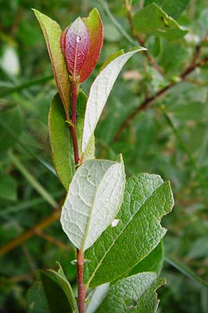 Salix starkeana \ Bleiche Weide, D Irndorfer Hardt 8.7.2014