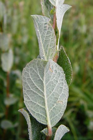 Salix starkeana \ Bleiche Weide, D Irndorfer Hardt 8.7.2014