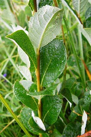 Salix starkeana \ Bleiche Weide, D Irndorfer Hardt 8.7.2014