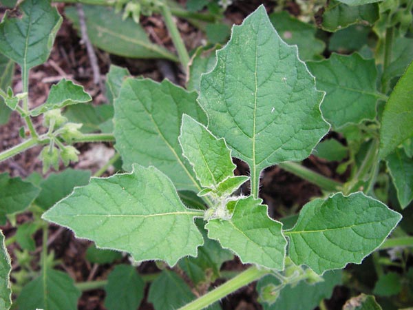 Solanum sarachoides \ Saracha-Nachtschatten, D Schwetzingen 29.9.2014