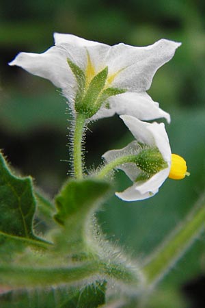 Solanum sarachoides \ Saracha-Nachtschatten, D Schwetzingen 29.9.2014