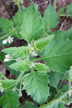 Solanum sarachoides \ Saracha-Nachtschatten, D Schwetzingen 29.9.2014