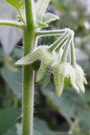 Solanum sarachoides \ Saracha-Nachtschatten / Saracha Nightshade, D Schwetzingen 29.9.2014