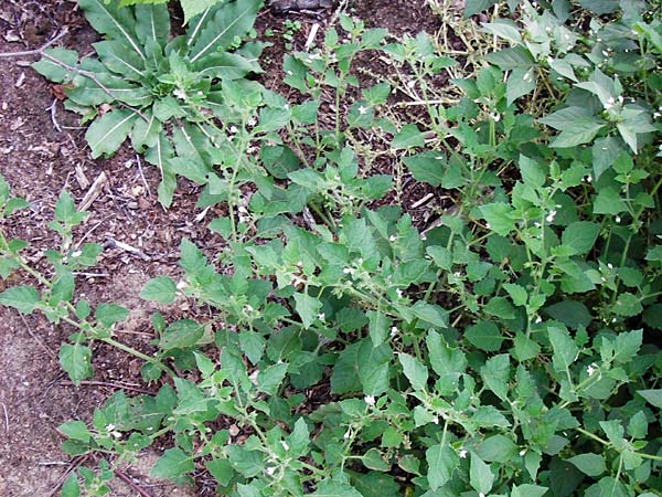 Solanum sarachoides \ Saracha-Nachtschatten / Saracha Nightshade, D Schwetzingen 29.9.2014