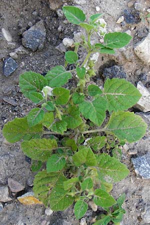 Solanum sarachoides \ Saracha-Nachtschatten / Saracha Nightshade, D Mannheim 2.10.2014