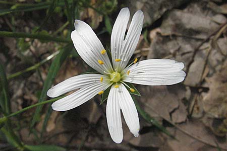 Stellaria holostea \ Groe Sternmiere / Greater Stitchwort, D Bürstadt 29.4.2006