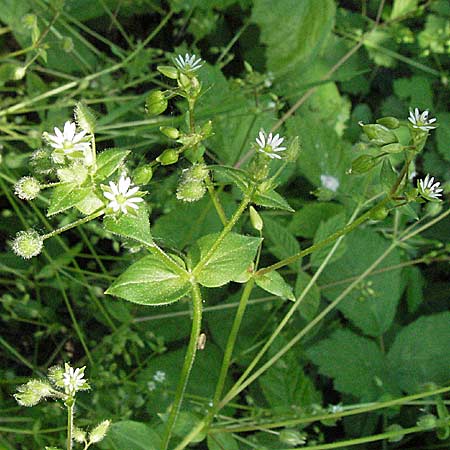 Stellaria neglecta \ Auwald-Vogelmiere, D Bruchsal 7.5.2006