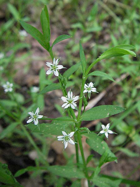 Stellaria alsine / Bog Stitchwort, D Odenwald, Unterabtsteinach 20.5.2006