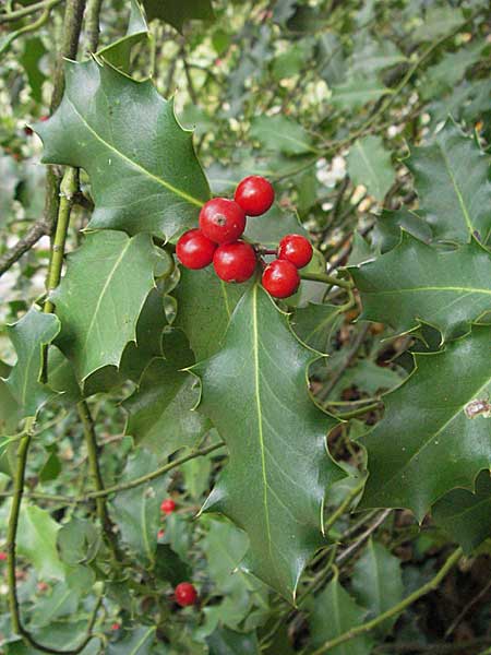 Ilex aquifolium \ Stechpalme, D Weinheim an der Bergstraße 28.10.2006