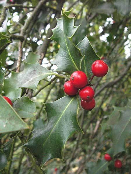 Ilex aquifolium \ Stechpalme, D Weinheim an der Bergstraße 28.10.2006