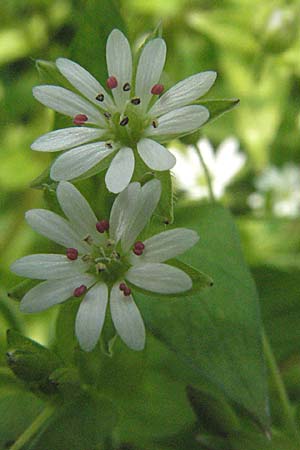 Stellaria neglecta \ Auwald-Vogelmiere / Greater Chickweed, D Hambrücken 7.4.2007