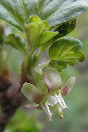 Ribes uva-crispa \ Stachelbeere, D Pforzheim 7.4.2007