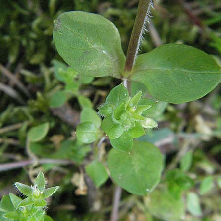 Stellaria pallida \ Blasse Vogelmiere / Lesser Chickweed, D Viernheim 11.4.2007