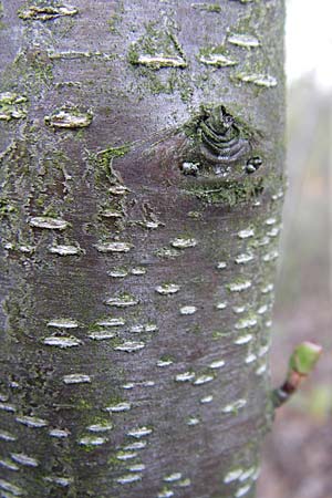 Prunus serotina \ Spte Traubenkirsche / Rum Drupes, D Viernheim 23.4.2008