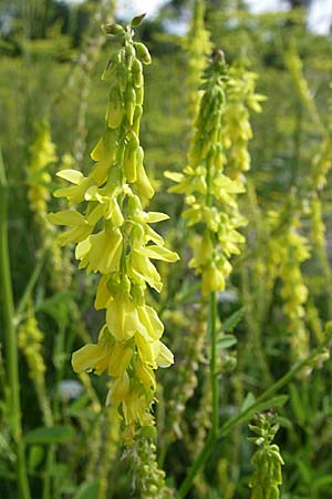 Melilotus officinalis / Ribbed Melilot, D Rastatt 20.6.2008