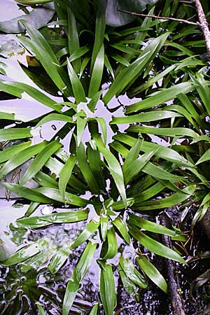 Stratiotes aloides \ Krebsschere, Wasser-Aloe / Water Soldier, D Hassloch 30.7.2008