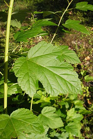 Physocarpus opulifolius \ Schneeballblttrige Blasenspiere / Common Ninebark, D Mannheim 6.7.2009