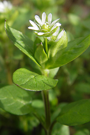 Stellaria media \ Vogelmiere / Common Chickweed, D Wachenheim 21.3.2010