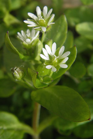 Stellaria media \ Vogelmiere, D Wachenheim 21.3.2010