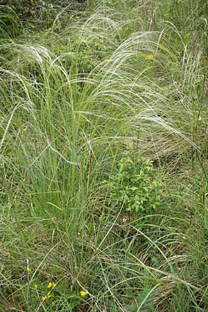 Stipa joannis / Grey-Sheathed Feather-Grass, D Martinstein an der Nahe 15.5.2010