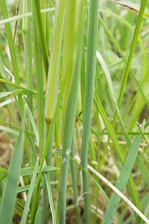 Stipa joannis / Grey-Sheathed Feather-Grass, D Martinstein an der Nahe 15.5.2010