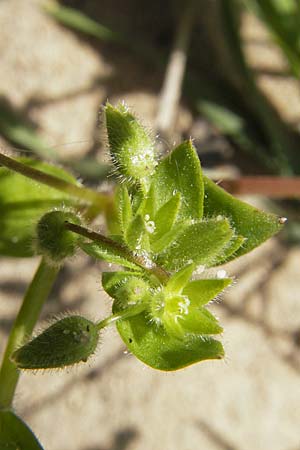 Stellaria pallida \ Blasse Vogelmiere / Lesser Chickweed, D Forst 9.4.2011