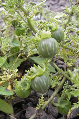 Solanum triflorum \ Dreibltiger Nachtschatten / Small Nightshade, D Ludwigshafen 19.10.2011