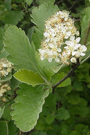 Sorbus pseudothuringiaca \ Hersbrucker Mehlbeere / Hersbruck Whitebeam, D Franken/Franconia Weismain 18.5.2012