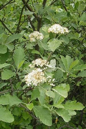 Sorbus pseudothuringiaca \ Hersbrucker Mehlbeere / Hersbruck Whitebeam, D Franken/Franconia Weismain 18.5.2012