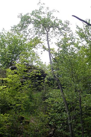 Sorbus pseudothuringiaca \ Hersbrucker Mehlbeere / Hersbruck Whitebeam, D Franken/Franconia Weismain 18.5.2012