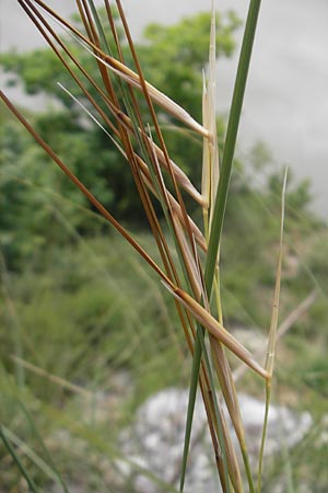 Stipa pulcherrima subsp. bavarica \ Bayerisches Federgras / Bavarian Feather-Grass, D Neuburg an der Donau 8.6.2012